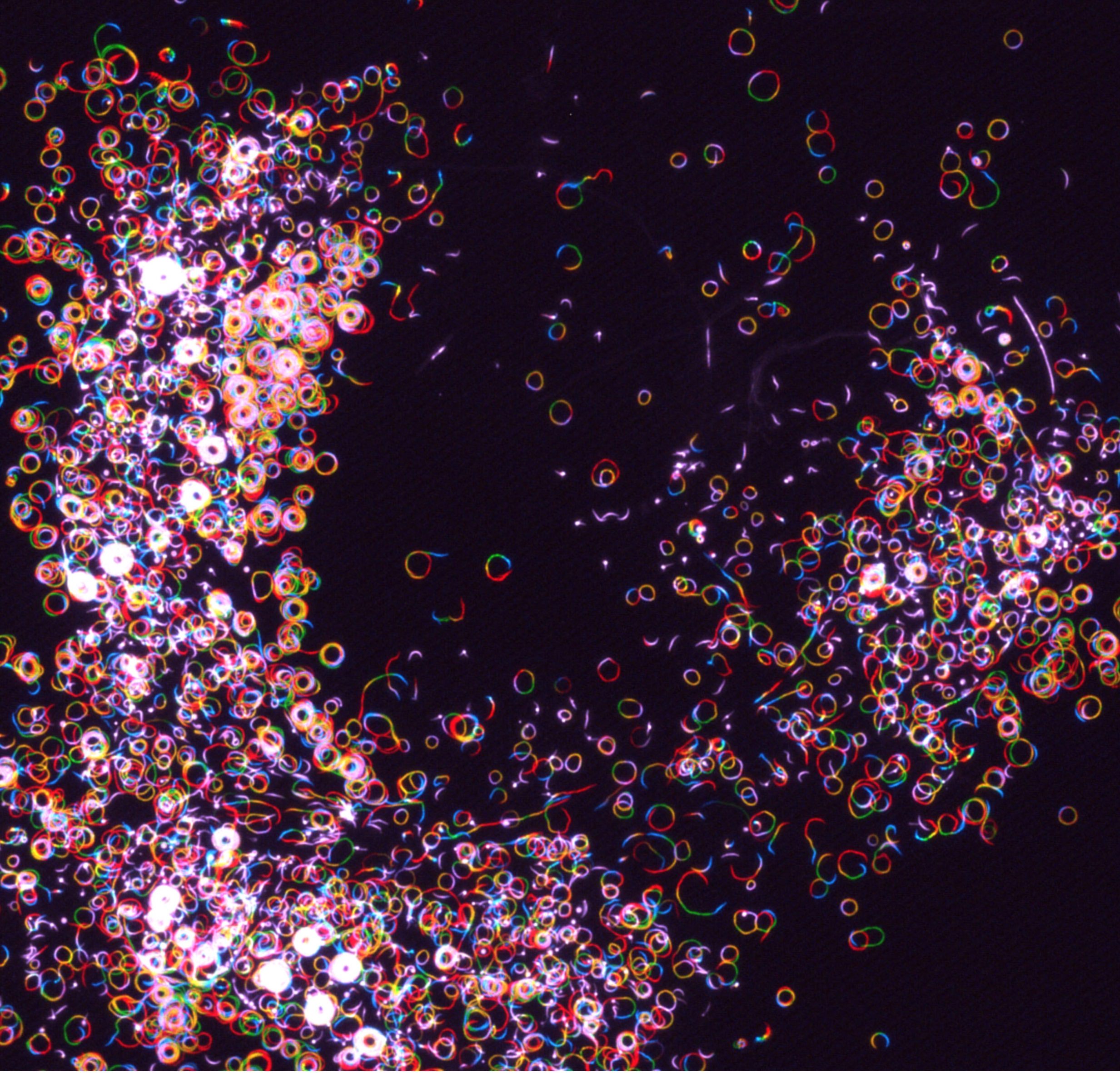 This image shows a large number of sporozoites moving in a quasi two-dimensional environment. Each of them has a crescent shape (typical length 10 um, typical radius of curvature 5 um) and glides in roughly circular paths. Different times are coded by different colors, giving the rainbow impression. Note that at some places, collective migration leads to the formation of swirls, which appear in white. 