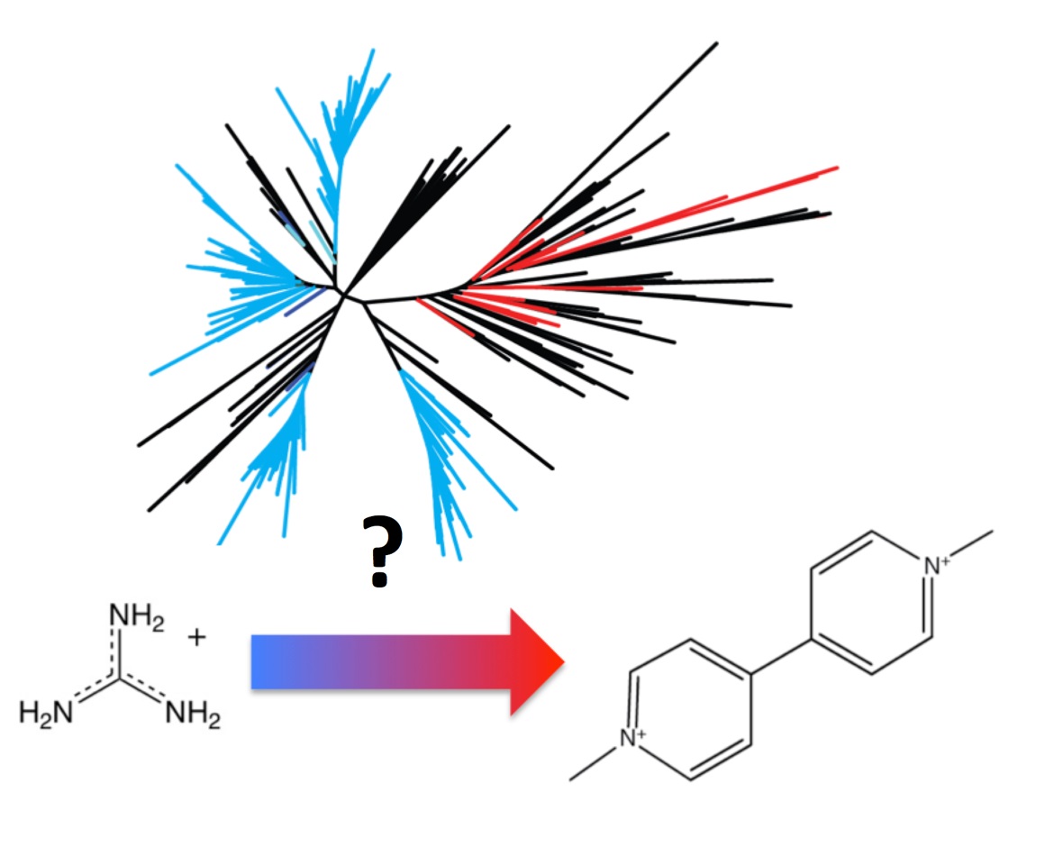 Fig. 1. Phylogeny of the small multidrug resistance (SMR) family of transporters shows two mechanistic subtypes: exporters of metabolic guanindium ion (blue) and drug exporters (red) (Proc. Natl. Acad. Sci., 2018, 115:3060). (Credit: Randy Stockbridge). Fig. 1. Phylogeny of the small multidrug resistance (SMR) family of transporters shows two mechanistic subtypes: exporters of metabolic guanindium ion (blue) and drug exporters (red) (Proc. Natl. Acad. Sci., 2018, 115:3060). (Credit: Randy Stockbridge).