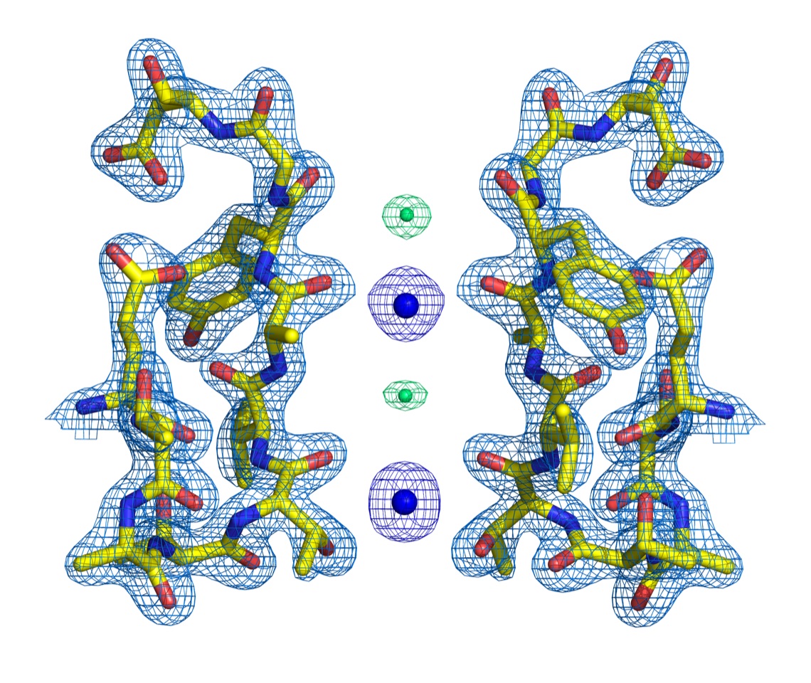 Fig. 3. Ions and water occupy potassium channel selectivity filters simultaneously in a G77A mutant, with K+ ions bound in the 2,4 configuration (Proc. Natl. Acad. Sci., 2019, 116:16829). (Credit: Luis Cuello). Fig. 3. Ions and water occupy potassium channel selectivity filters simultaneously in a G77A mutant, with K+ ions bound in the 2,4 configuration (Proc. Natl. Acad. Sci., 2019, 116:16829). (Credit: Luis Cuello).