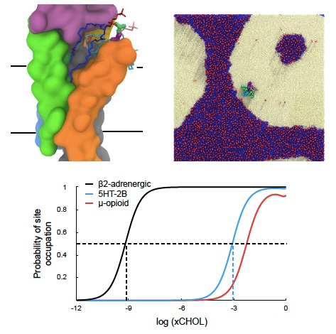 Fig. 2. Specific lipids can bind to transmembrane proteins like ligands, shown here by the interaction of a phospholipid with transmembrane helices (top left, Structure, 2015). The “solvent” for these processes is also the lipid membrane (top right, BBA-Biomembranes, 2019), which is quasi-two dimensional, heterogenous, and highly non-ideal. By developing a more general ligand-binding theoretical framework, we can efficiently predict specific binding across membrane compositions, including a binding curve for cholesterol interacting with various GPCRs (bottom, J Chem Theory Comput, 2018). (Credit: Grace Brannigan).