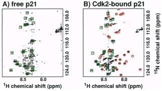 The experiment Richard was told wouldn’t work. The 1H-15N HSQC NMR spectra for 15N labeled p21 in the free state (A) and in the Cdk2-bound state (B). Green boxes denote resonances present in both spectra. Red circled resonances are unique to the Cdk2 bound form of p21. The displacement of these resonances from the center of the spectrum was a clear hallmark of folding-on-binding. (Reprinted from figure 5 in Kriwacki et al. (1) Copyright 1996, National Academy of Sciences) The experiment Richard was told wouldn’t work. The 1H-15N HSQC NMR spectra for 15N labeled p21 in the free state (A) and in the Cdk2-bound state (B). Green boxes denote resonances present in both spectra. Red circled resonances are unique to the Cdk2 bound form of p21. The displacement of these resonances from the center of the spectrum was a clear hallmark of folding-on-binding. (Reprinted from figure 5 in Kriwacki et al. (1) Copyright 1996, National Academy of Sciences)