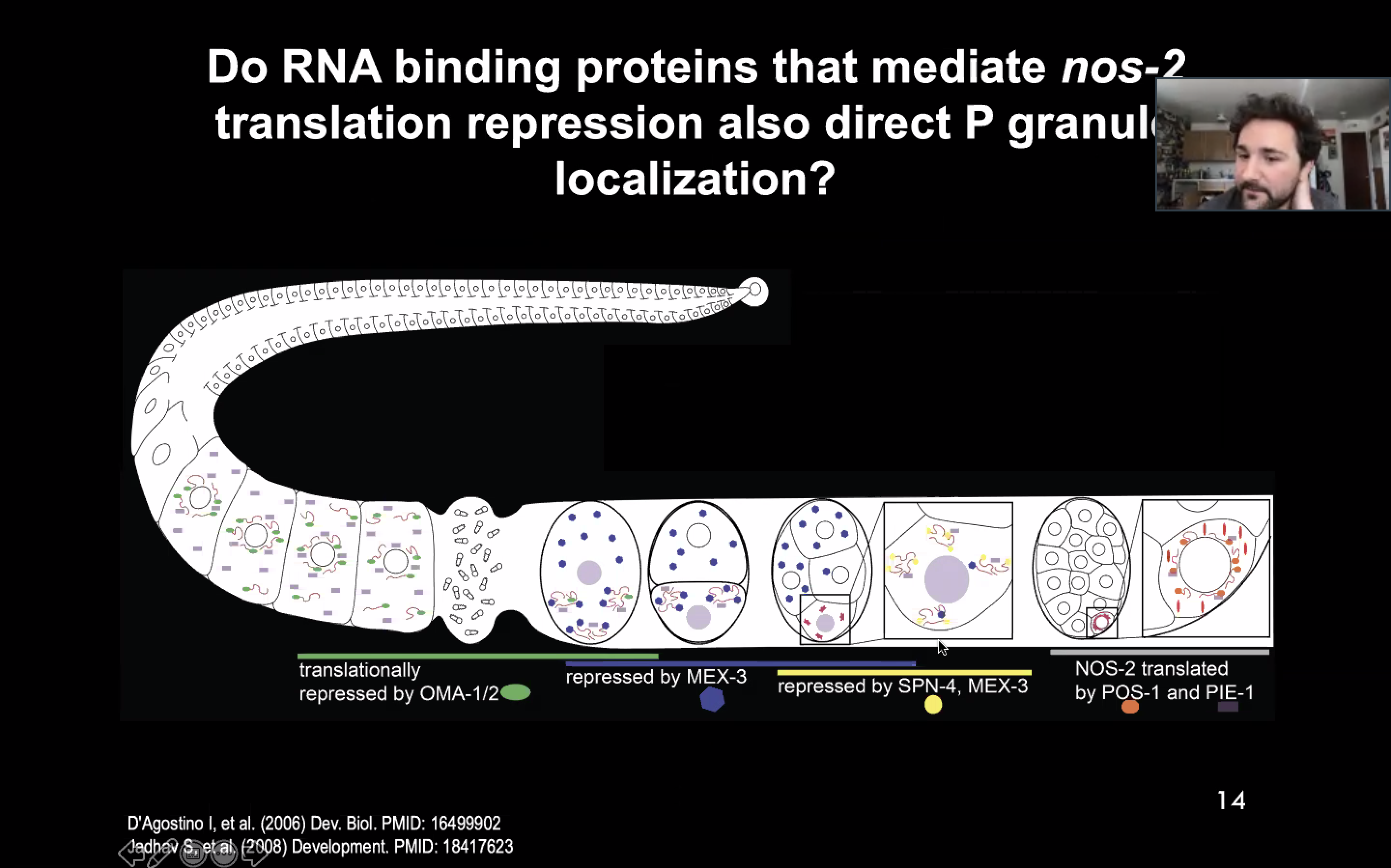 Dylan Parker practices his talk about mRNA localization in C. elegans worms over Zoom