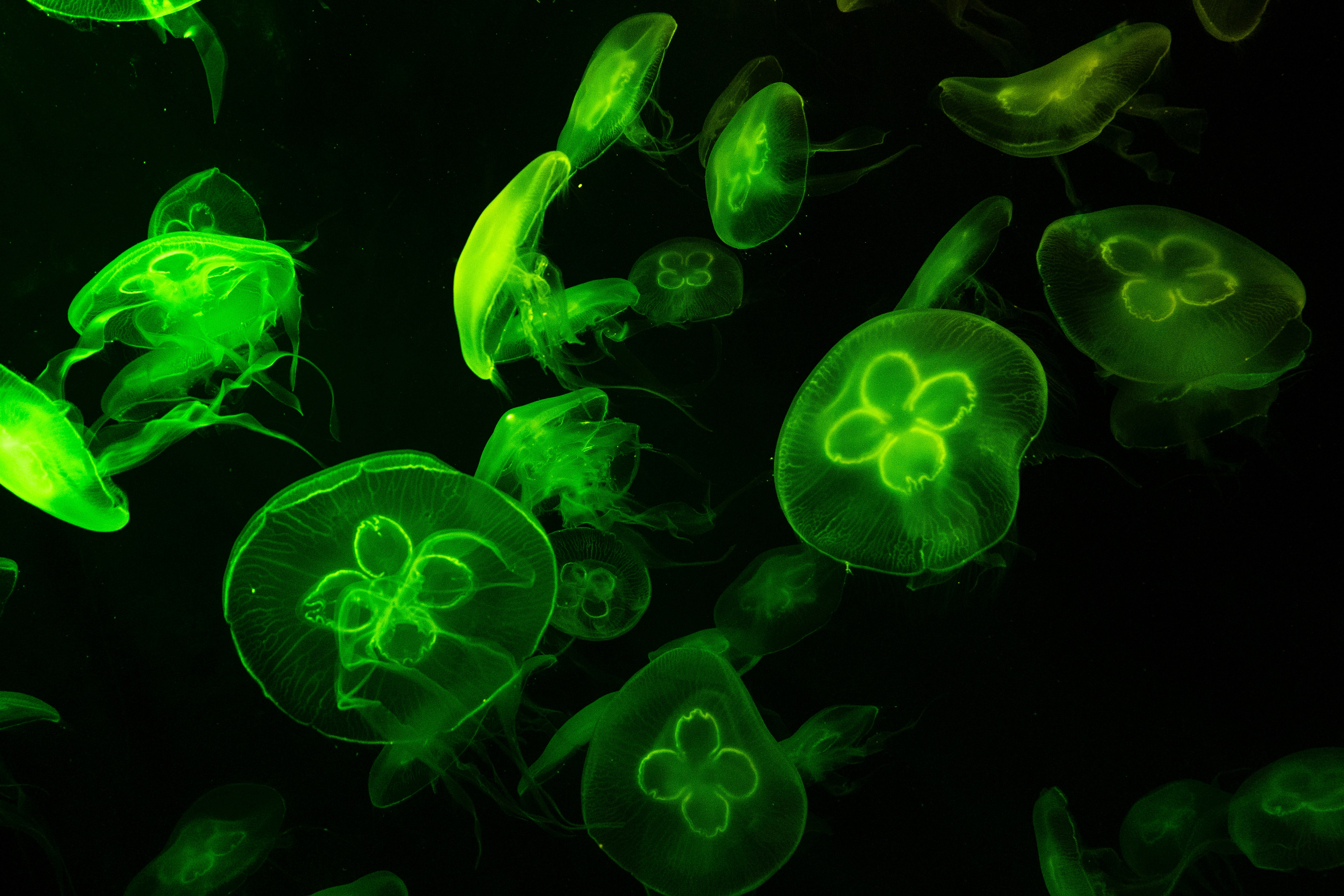 Green Fluorescent Jellyfish (Photo by Willy Arisky from Pexels)