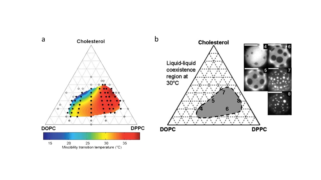 (a) Temperatures at which the membranes of giant unilamellar vesicles (GUVs) of various ratios of DOPC/DPPC/cholesterol separate into coexisting liquid phases as temperature is lowered from a high temperature, one-phase region. (b) The area of dark, liquid-ordered phase increases as the fraction of DPPC (and cholesterol) increases in GUVs at 30°C. (a) Temperatures at which the membranes of giant unilamellar vesicles (GUVs) of various ratios of DOPC/DPPC/cholesterol separate into coexisting liquid phases as temperature is lowered from a high temperature, one-phase region. (b) The area of dark, liquid-ordered phase increases as the fraction of DPPC (and cholesterol) increases in GUVs at 30°C.