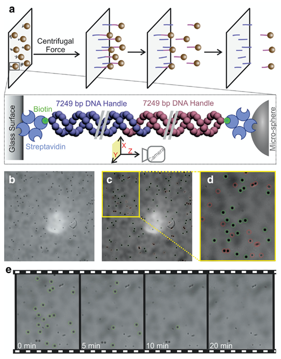 Figure 2. Model experiment studying DNA hybridization. The DNA handles with the sequence of interest are tagged to a glass side and a microbead. The hybridized DNA construct will unbind when force is exerted while spinning the CFM.