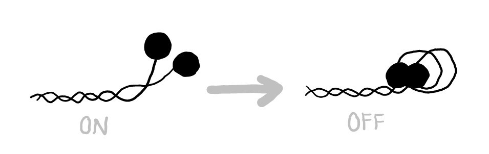 Myosin can adopt an autoinhibited state by folding its head domains back and docking them onto S2.