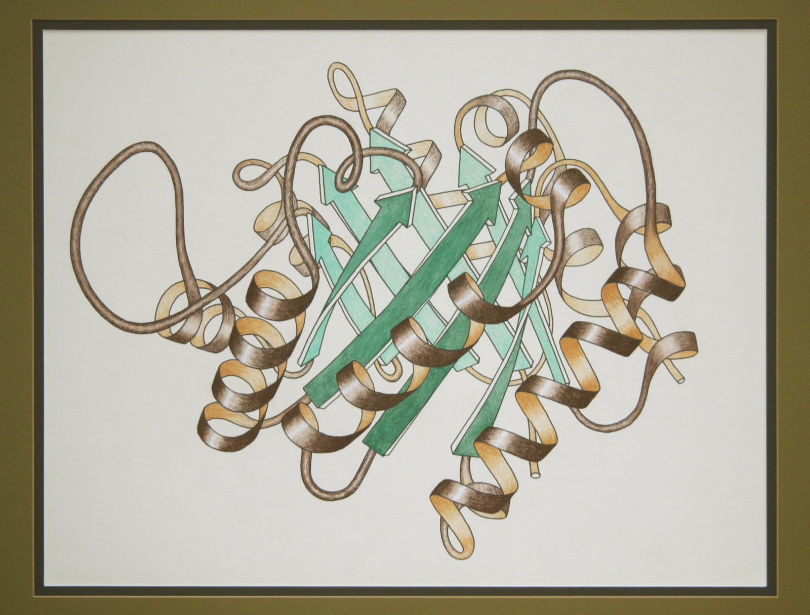 The most iconic of Richardson's ribbon drawings, Triose Phosphate Isomerase Ribbon. This image was Wikipedia’s picture of the day on November 9, 2009.