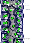 Simulating Cell Packing to Understand Organ Growth