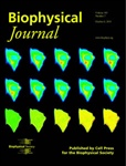 Glucose Uptake and Consumption