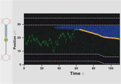 Single-Molecule Forces, Manipulation & Visualization