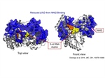 Biophysics on World Hepatitis Day 2016