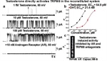 Biophysics Research into Prostate Cancer