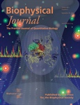 Domain Organization in the 54kDa Chloroplast Signal Recognition Particle