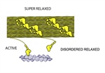 Using Biophysics to Understand Diabetes