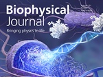 Unraveling the Protein-DNA Dissociation Kinetics in Bacterial Confinement