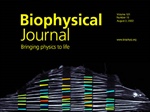 Revealing Complex Intracellular Turnover Mechanisms