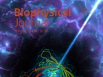 Defining Domain-Specific Orientational Order in the Desmosomal Cadherins