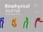 Ripple Me This: Elucidating Lipid Conformations in the Ripple Phase