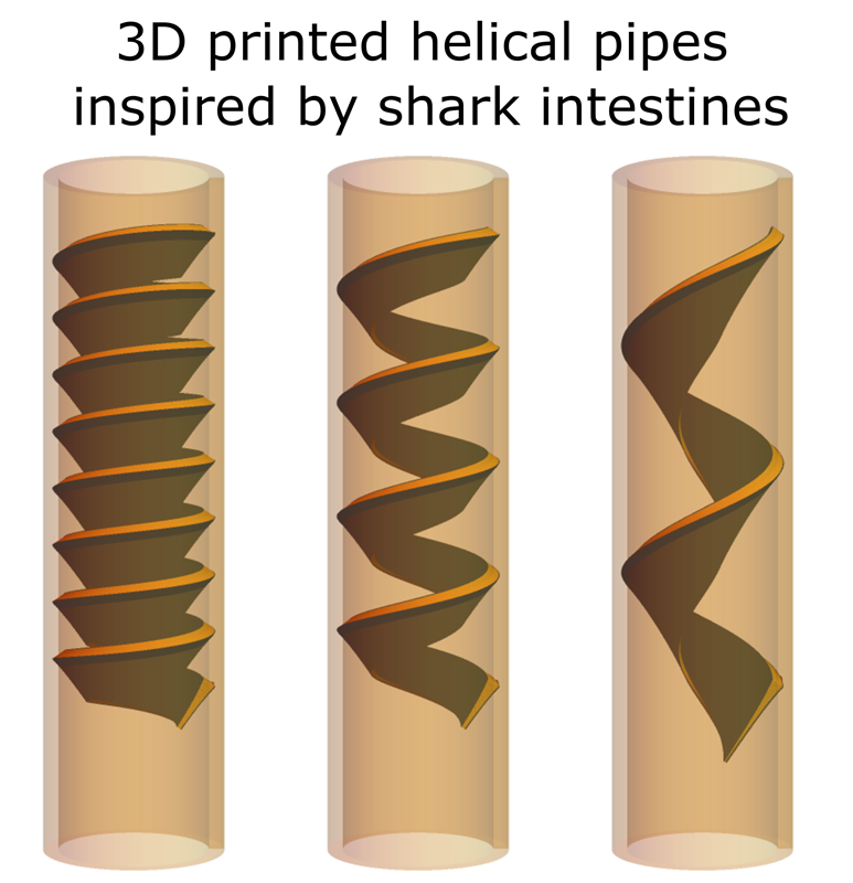 What Physicists Can Learn from Shark Intestines