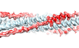 Weaponizing Part of the SARS-CoV-2 Spike Protein Against Itself to Prevent Infection