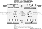 The Myosin Cross-Bridge Cycle