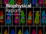 FRET Imaging in Intact Live Mice