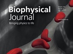 Using Primary Sequence to Reveal the Structural and Thermodynamic Insights of RNA Pseudoknots in Ionic Solutions