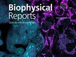 Loss of Mitochondrial Membrane Potential by Photoactivated ThT