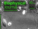 A Glimpse into the Dynamics and Microrheology of Endothelial Cell Lamellipodia during Paracellular Gap Closure