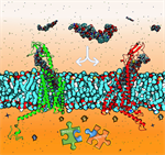 Computational Peptide Design: Advancing Biomolecular Engineering through Computation