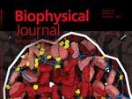 Protamine Folds DNA into Flowers and Loop Stacks