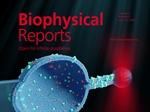 Tetraspanins Navigating Membrane Landscapes