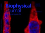 Shape of You: Reconstructing the 3D Shape of the SARS-CoV-2 virus