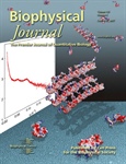 Architecture of Bacterial Cell Division Protein FtsZ Polymers