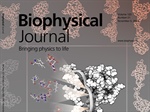 Structural Dynamics of TAR DNA Binding Protein 43RNA Recognition Motif Domains With and Without RNA