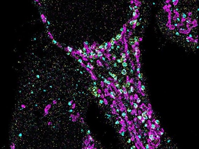 View the Program At-A-Glance