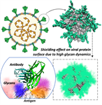 How Viruses Use Sugar Coatings to Evade Immunity