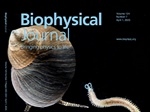 An Unexpected Twist: Ligand Orientation in Mollusk and Annelid Receptors