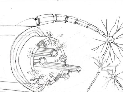 Biophysics of Membrane Reactions in the Brain - Bucharest, Romania 2026