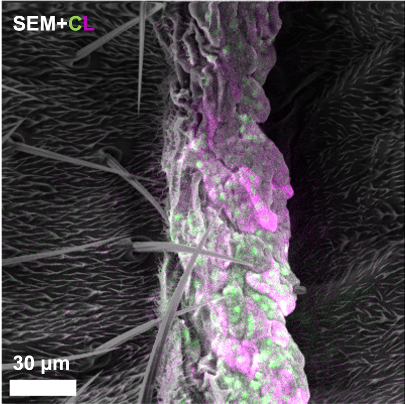 New Microscopy Technique Lets Scientists See Cells in Unprecedented  Detail and Color