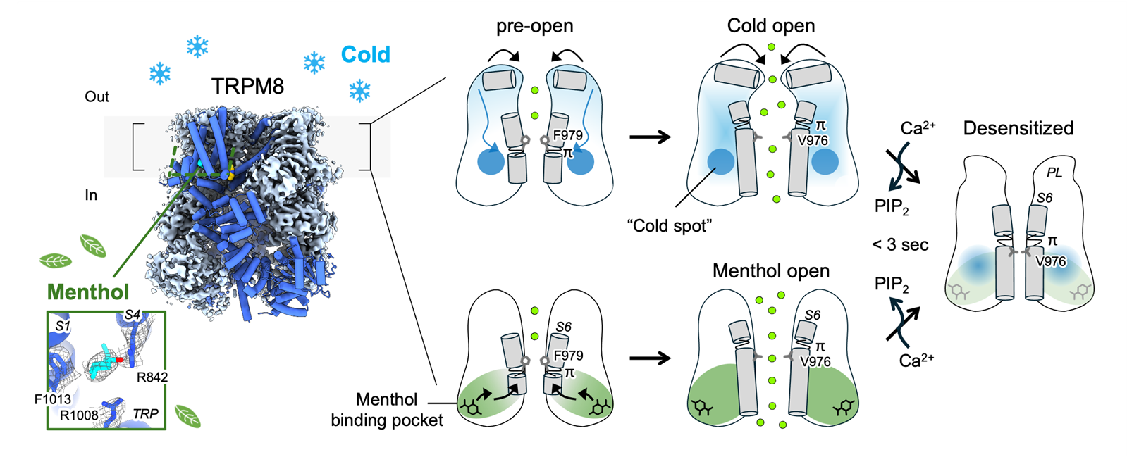 Scientists Show How Your Body Senses Cold—And Why Menthol Feels Cool