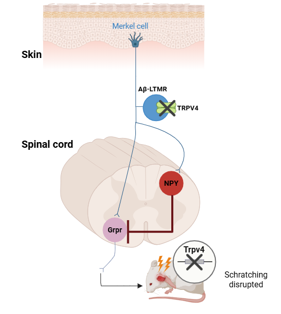 Scientists Discover Why We Know When to Stop Scratching an Itch