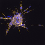 View the Program-at-a-Glance