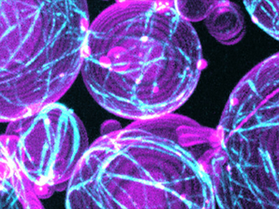 March 2026 Newsletter