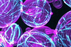 March 2026 Newsletter