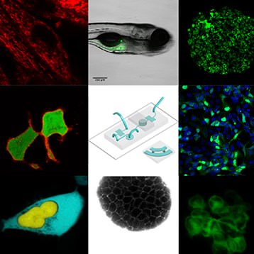 Bioengineering