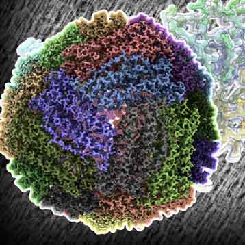 Cryo-EM