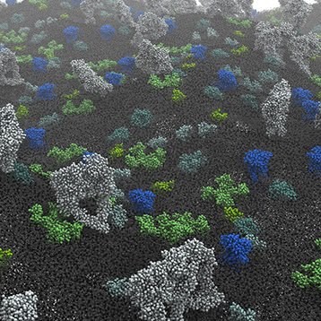 Membrane Structure & Function (MSAF)