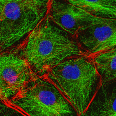 Motility & Cytoskeleton