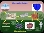 Using Biophysics to Understand Heart Disease